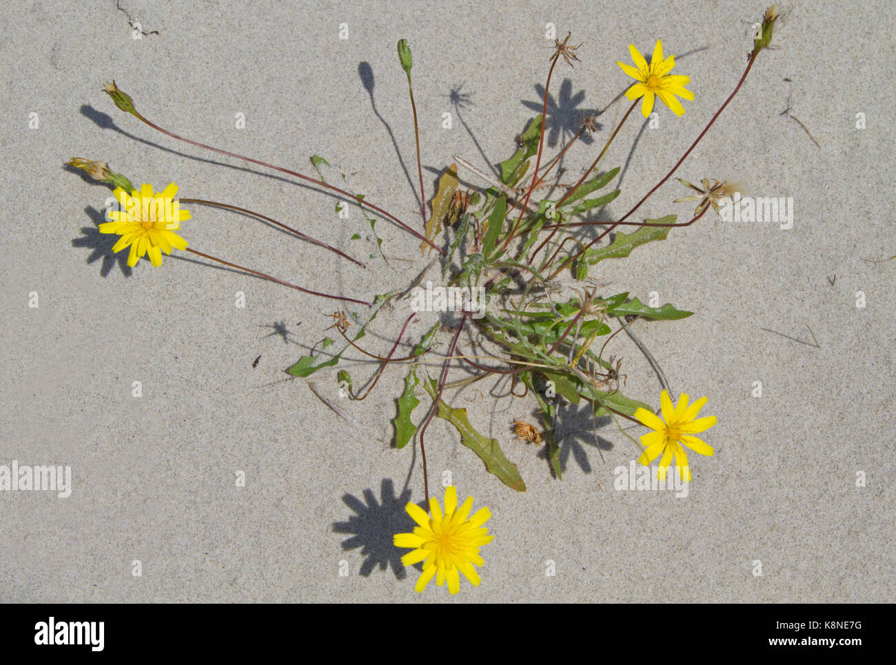 Flowering Hawkbit in dune sand Stock Photo