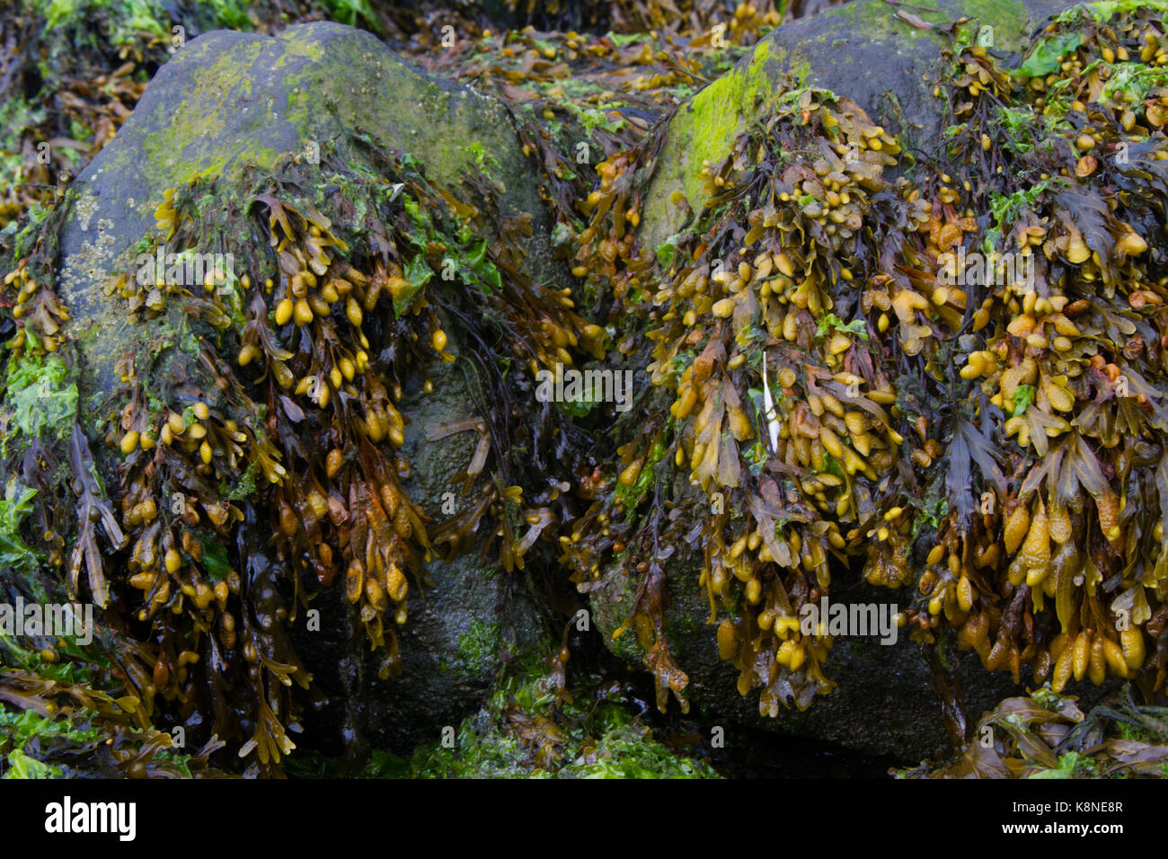 Bladderwrack seaweed attached to the boulders of a dike Stock Photo