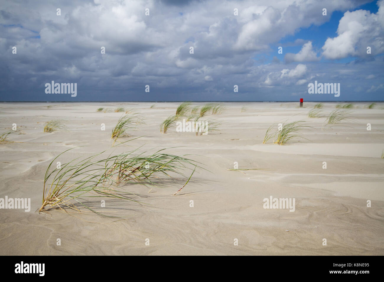 Storm on a vast beach, Sand Couch grass bent in the wind, in the distance a red beach pole Stock Photo
