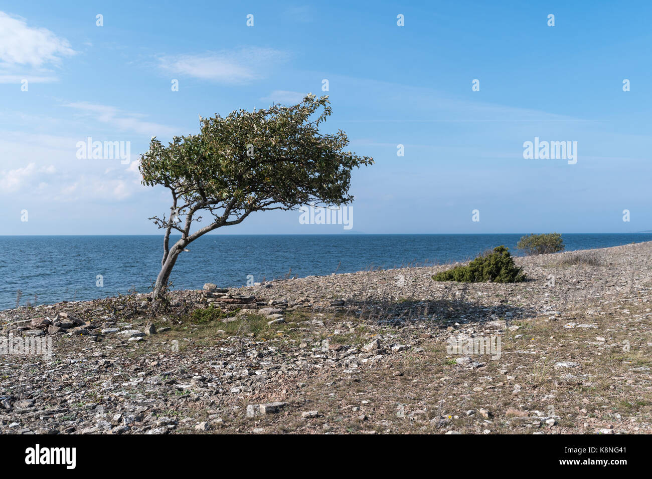 Tree Blowing In The Wind High Resolution Stock Photography and Images ...