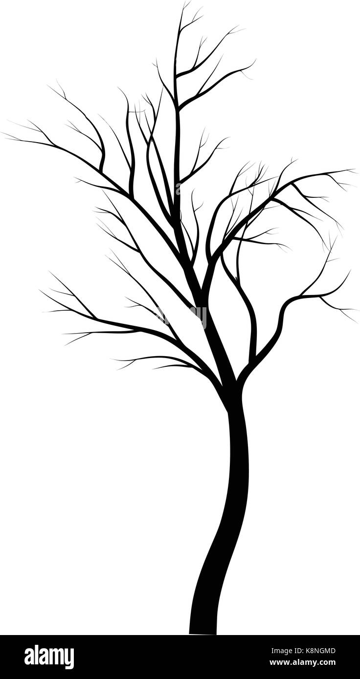 Tree Branch Silhouette Clip Art Art Gallery