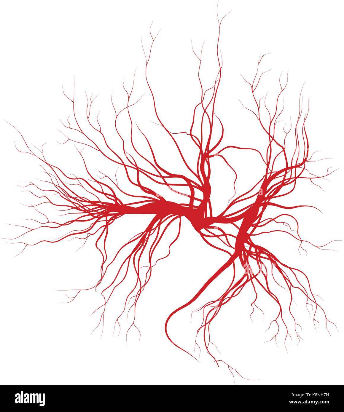 Obraz Human Veins Red Blood Vessels Design And Arteries Vector | The ...
