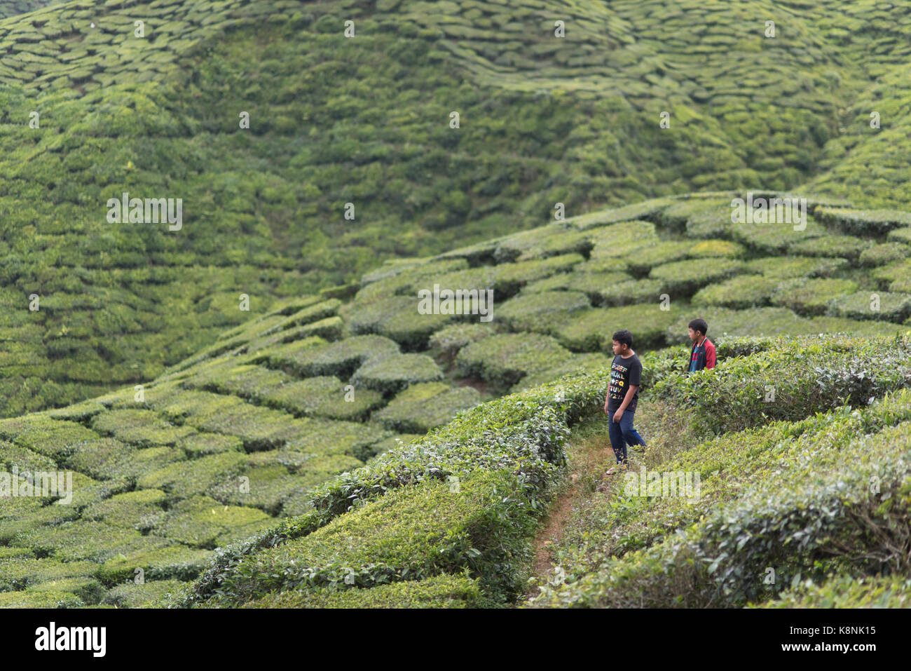 tourist at boh tea plantation located at Cameron Highland,Pahang ...