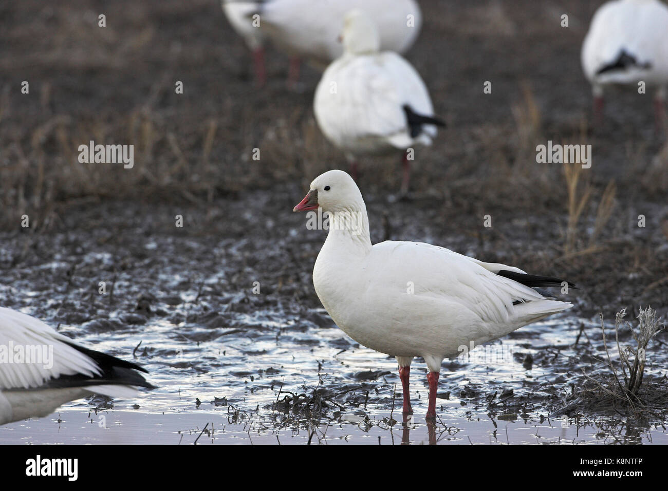 Ross's goose Chen rossii Bosque del Apache National Wildlife Refuge New Mexico USA Stock Photo