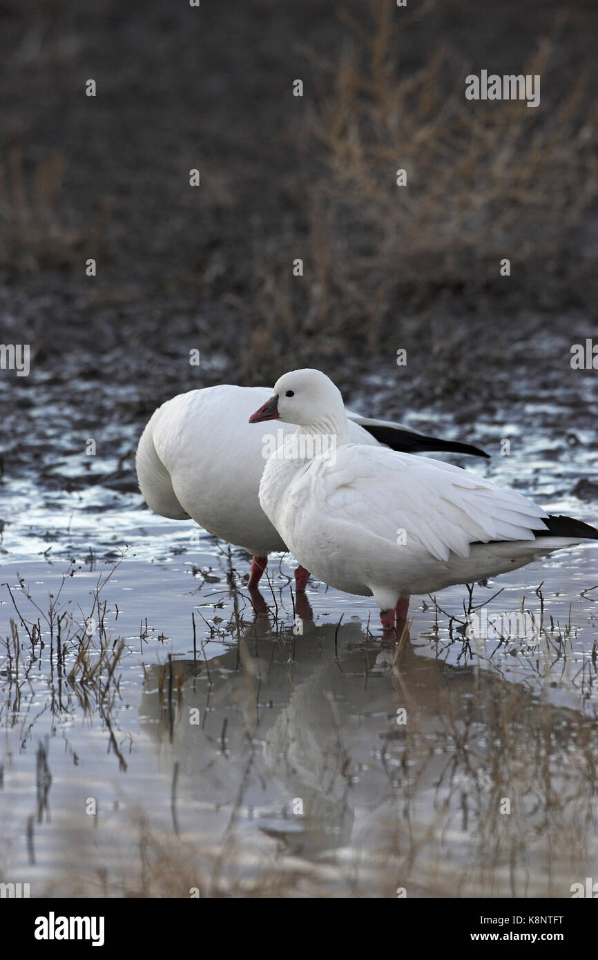 Ross's goose Chen rossii Bosque del Apache National Wildlife Refuge New Mexico USA Stock Photo