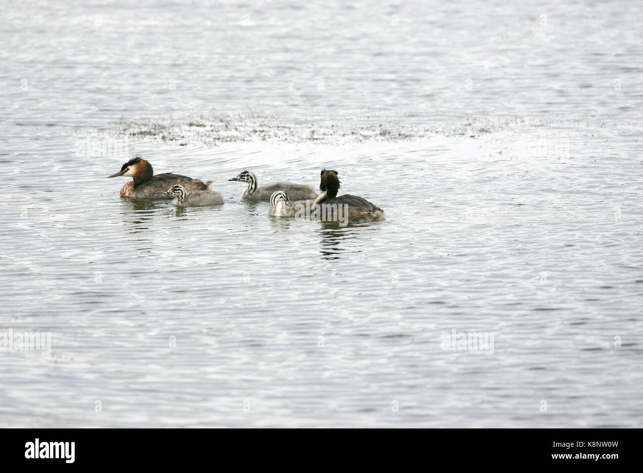 Great crested grebe Podiceps cristatus pair with young Stock Photo