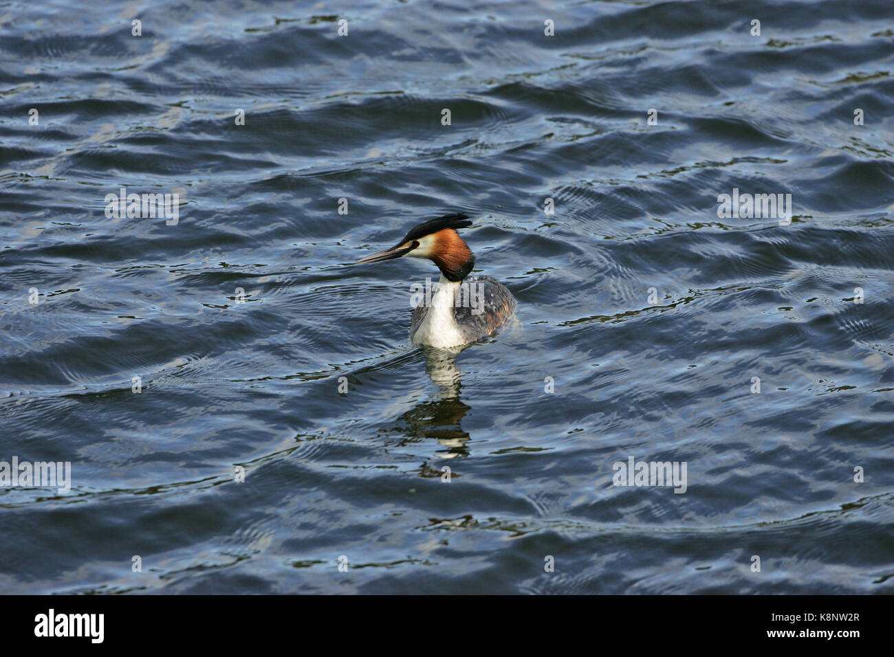 Great crested grebe Podiceps cristatus Loch of the Lowes SWT Reserve Highlands Scotland UK Stock Photo