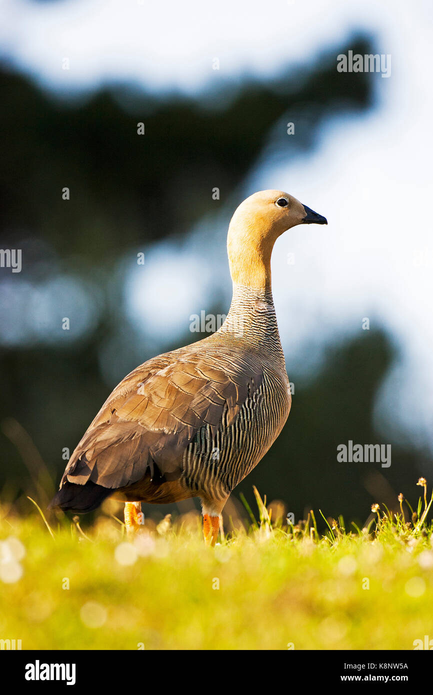 Ruddyheaded goose Chloephaga rubidiceps adult on grassland Darwin East