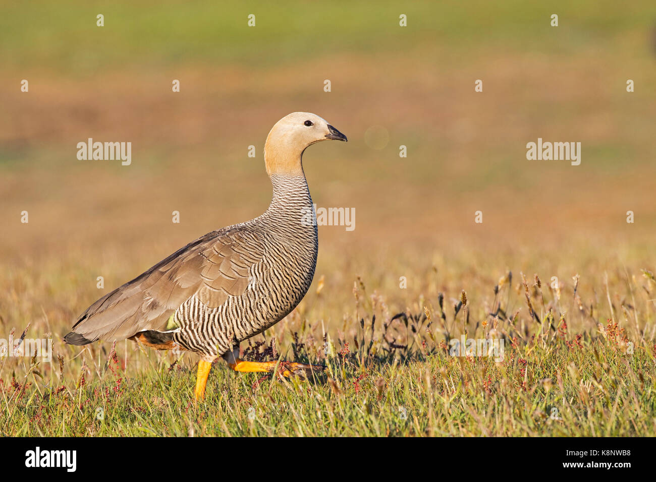 Ruddyheaded goose Chloephaga rubidiceps on grassland Darwin Falkland