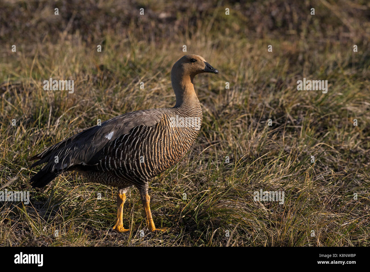 Upland goose Chloephaga picta leucoptera female amongst grasses Darwin