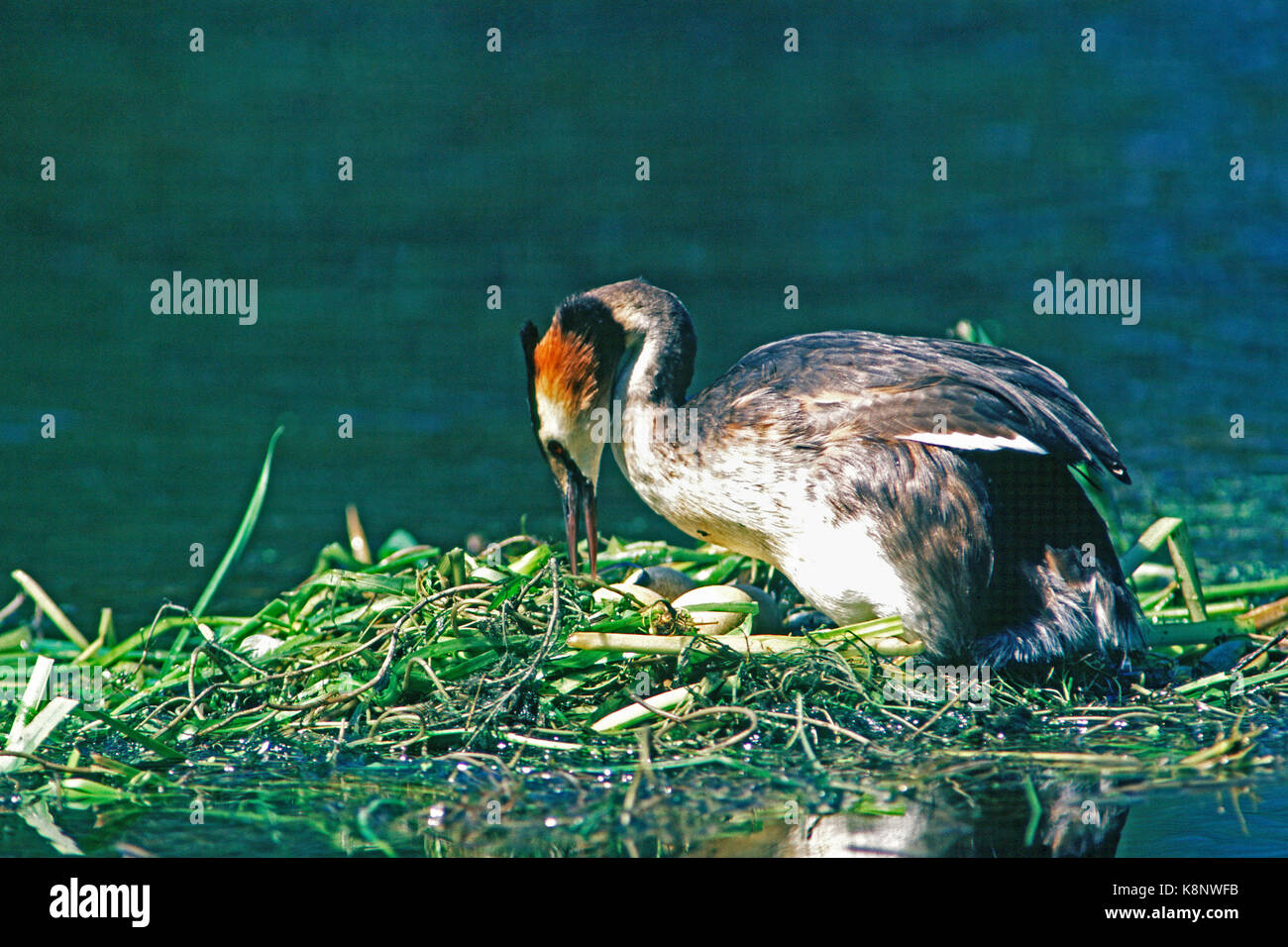 Great crested grebe Podiceps cristatus on nest uncovering eggs Stock Photo