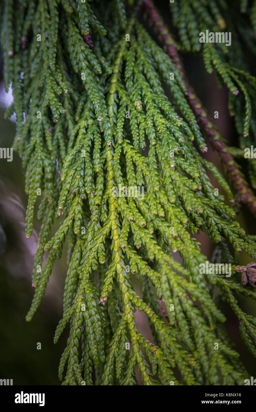 Beautiful conifer tree in natural habitat Stock Photo - Alamy