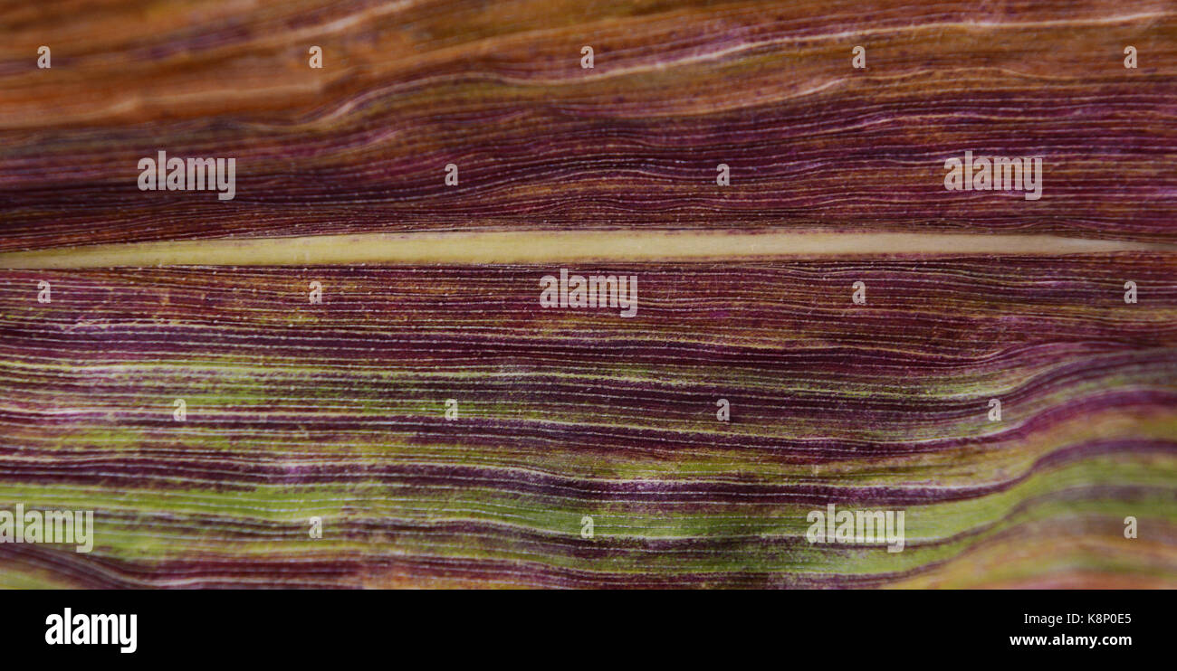 Deep purple and green stripes on a sweetcorn leaf dying off in fall, abstract macro background Stock Photo