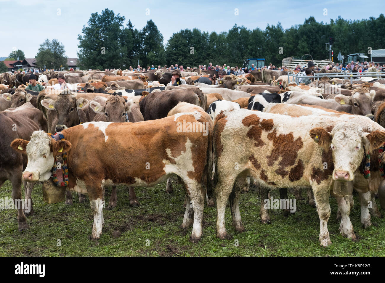 Alpine cows in Pfronten, Allgau, Bawaria, Germany Stock Photo