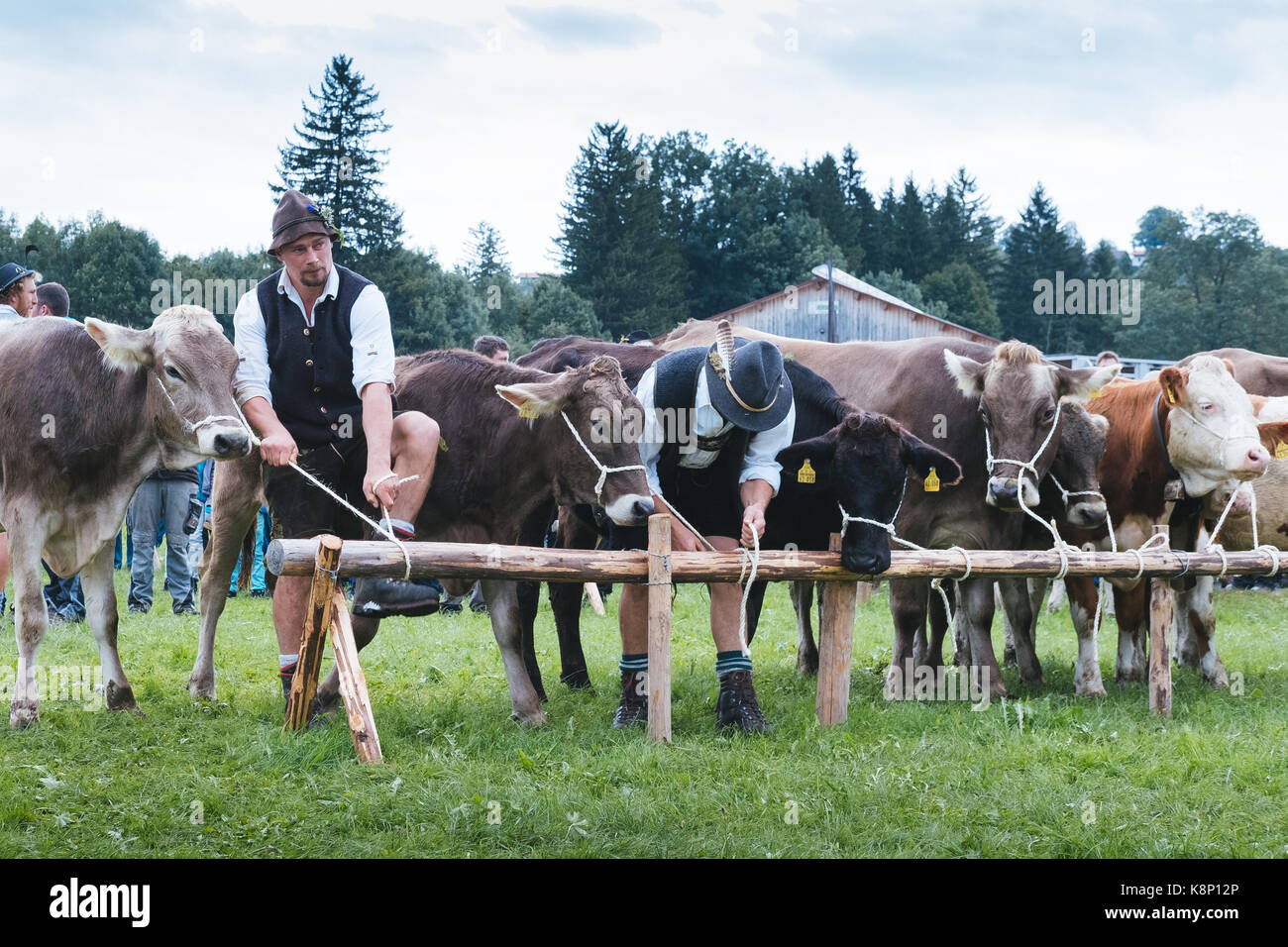 Viehscheid, traditional celebration of the cows returning from the alpine meadows- Alms , Allgaeu, Germany Stock Photo