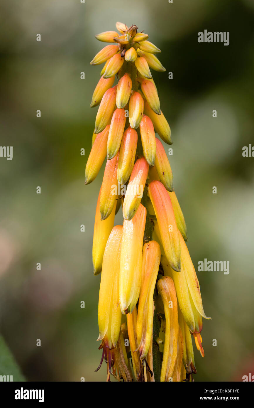 Orange tinted yellow tubular flowers in a spike of the hardy succulent, Aloiampelos striatula Stock Photo