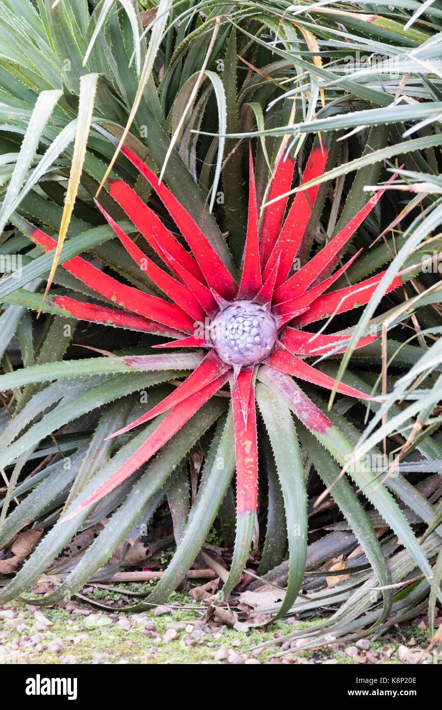 Red leaves in the centre of the spiky rosette of the hardy bromeliad, Fascicularia bicolor, advertise the central flower boss to pollinators Stock Photo