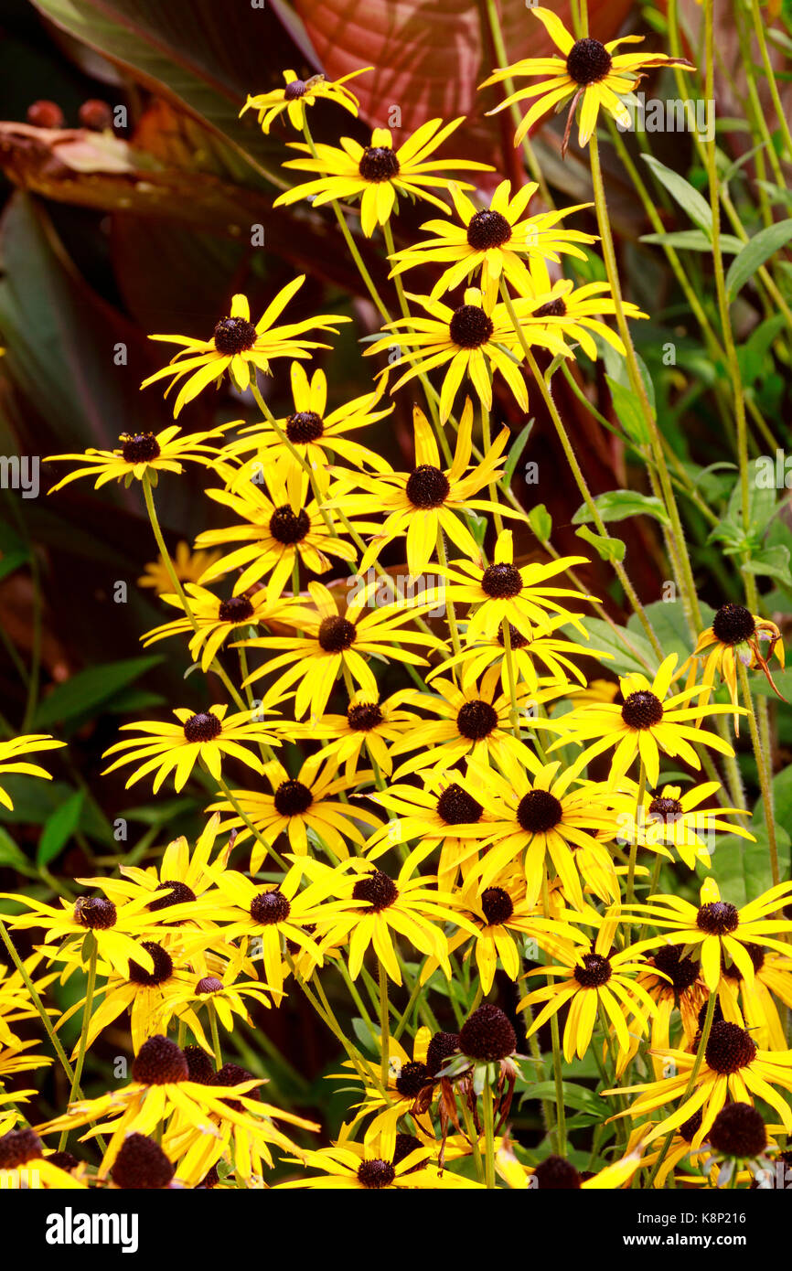 Black centered yellow flowers of the North American perennial, Rudbeckia fulgida var. deamii Stock Photo