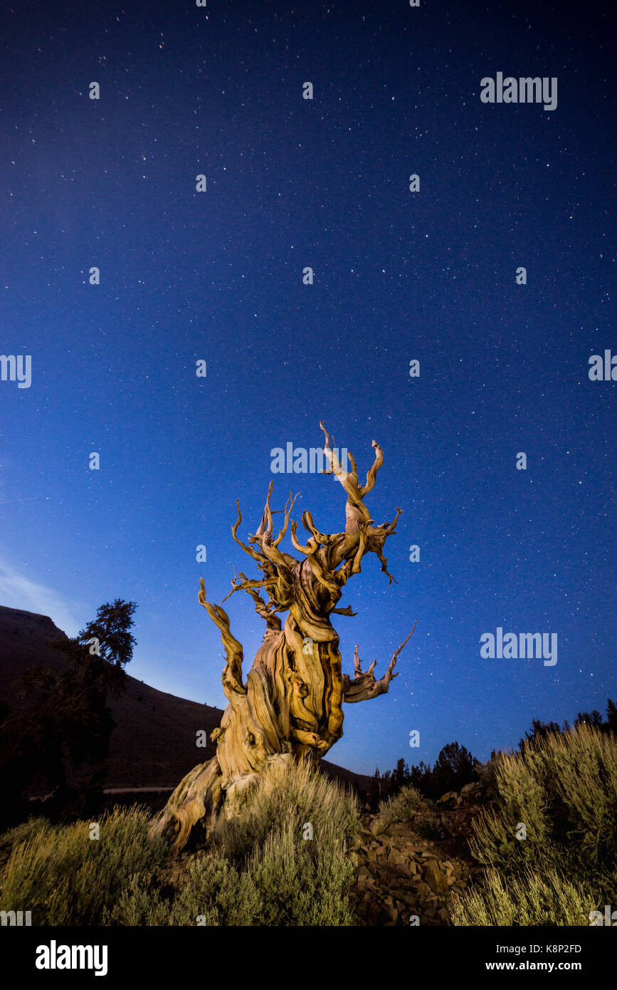 Bristle cone pine tree ancient hi-res stock photography and images - Alamy