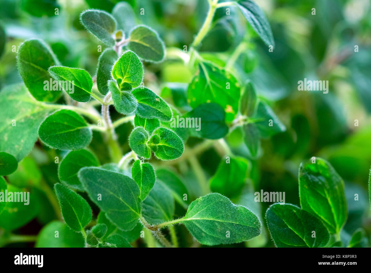 Fresh oregano herb Stock Photo Alamy