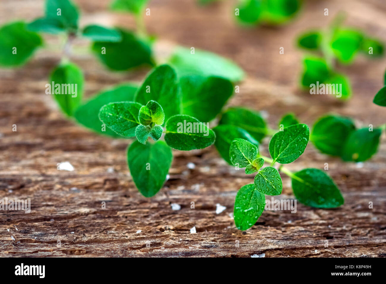 Fresh oregano herb Stock Photo Alamy