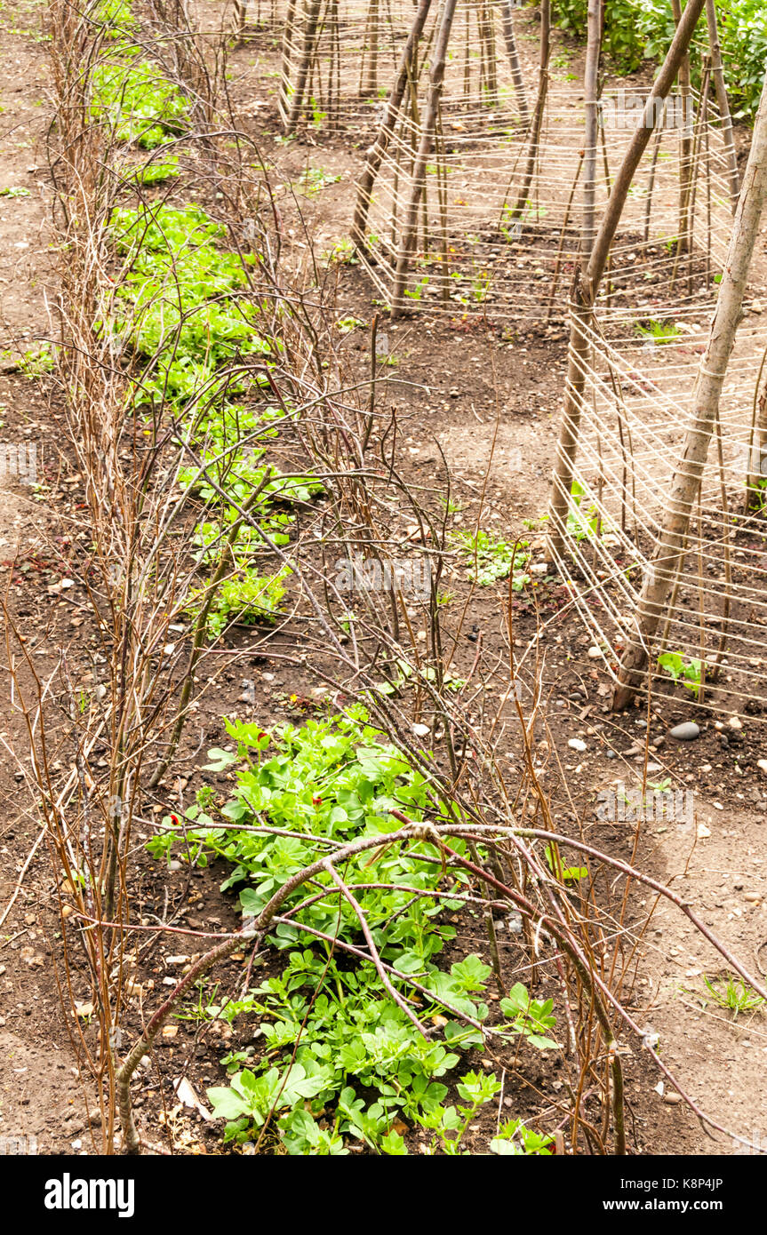 Hazel twigs bent over rows of asparagus peas, Lotus tetragonolobus, to provide protection and support. Stock Photo