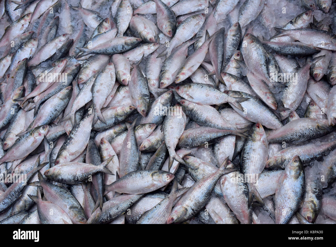 DHAKA, BANGLADESH – SEPTEMBER 20, 2017: A Bangladeshi worker loads Hilsa fish on a truck at Kawran Bazar, in Dhaka, Bangladesh, September 20, 2017. Tenualosa ilisha (ilish, hilsa, hilsa herring, or hilsa shad) is a species of fish in the herring family, and a popular food fish in South Asia. The fish contributes about 12% of the total fish production and about 1% of GDP in Bangladesh. About 450,000 people are directly involved with the catching for livelihood; around four to five million people are indirectly involved with the trade. Stock Photo