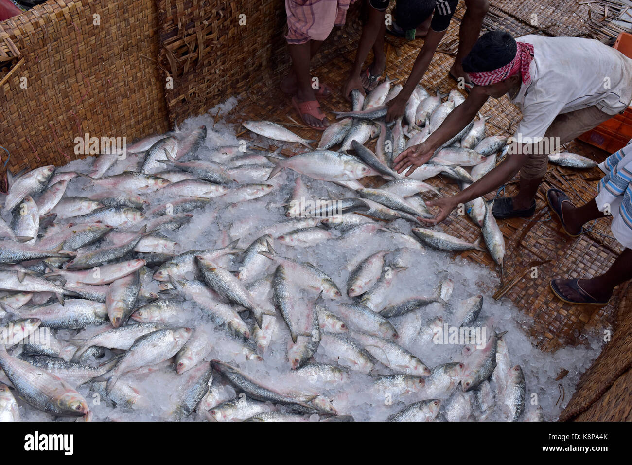 DHAKA, BANGLADESH – SEPTEMBER 20, 2017: A Bangladeshi worker loads Hilsa fish on a truck at Kawran Bazar, in Dhaka, Bangladesh, September 20, 2017. Tenualosa ilisha (ilish, hilsa, hilsa herring, or hilsa shad) is a species of fish in the herring family, and a popular food fish in South Asia. The fish contributes about 12% of the total fish production and about 1% of GDP in Bangladesh. About 450,000 people are directly involved with the catching for livelihood; around four to five million people are indirectly involved with the trade. Stock Photo
