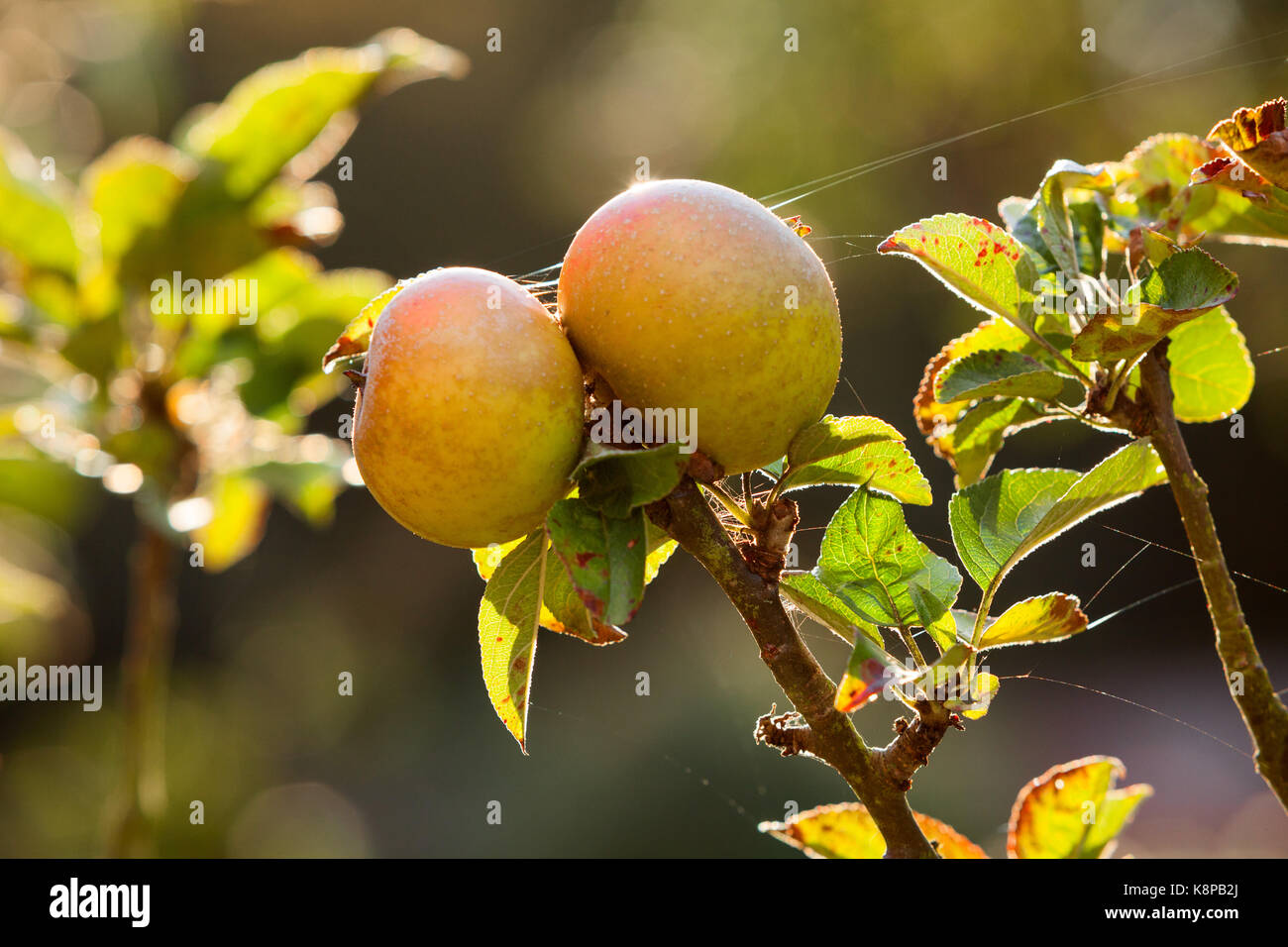 Normanby Hall Country Park, UK. 19th Sep, 2017. UK Weather: Apples on a sunny and still afternoon in the Walled Kitchen Garden at Normanby Hall Country Park. Normanby, Scunthorpe, North Lincolnshire, UK. 19th September 2017. Credit: LEE BEEL/Alamy Live News Stock Photo