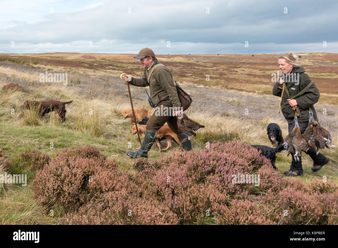 UK Wildlife: Ilkley Moor, West Yorkshire, UK. 20th September 2017.  Two people carrying red grouse (lagopus lagopus) that have been flushed out and collected by the dogs after being shot.  Rebecca Cole/Alamy Live News Stock Photo