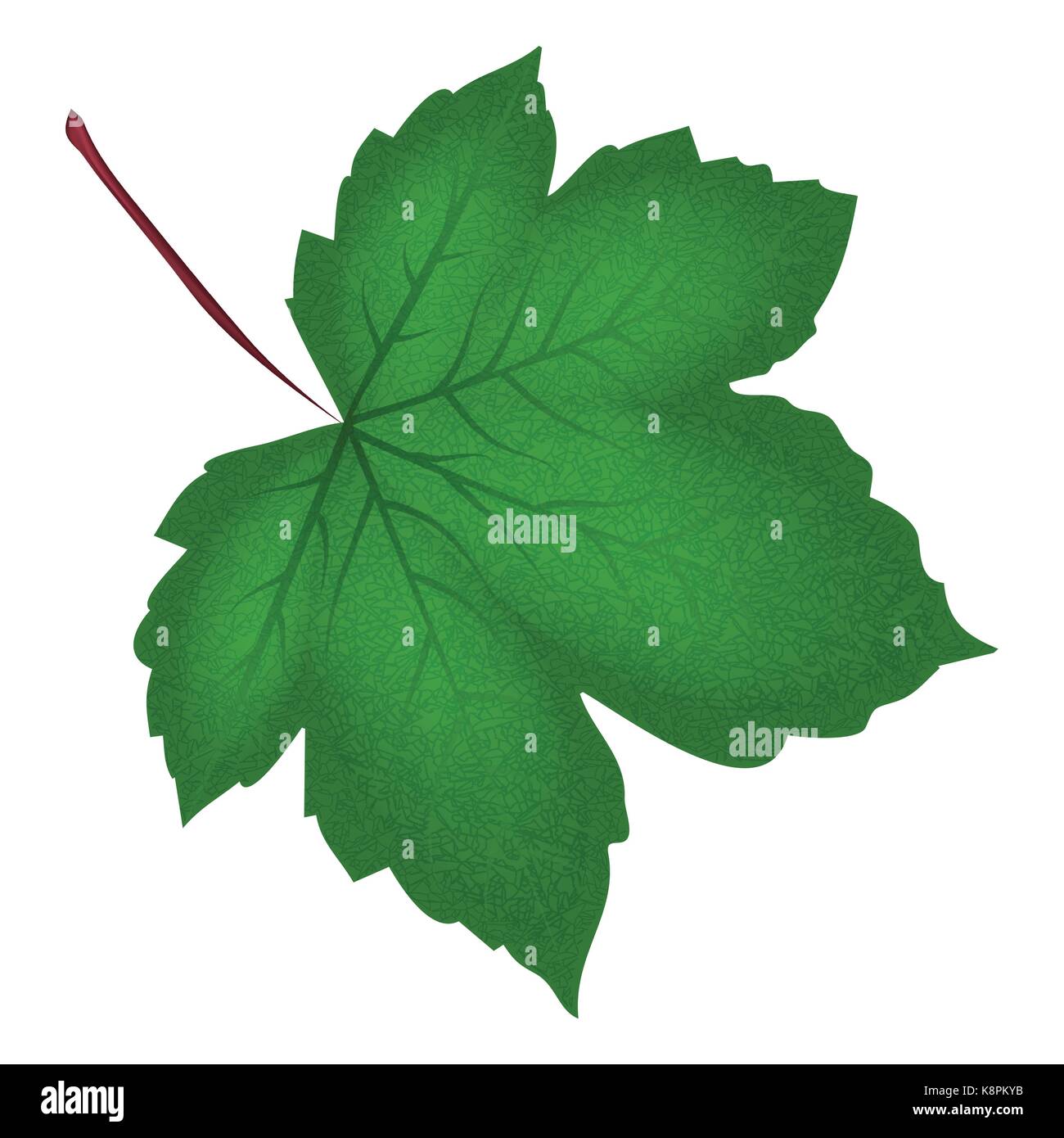 Image of realistic green maple leaf . Vector illustration isolated on ...