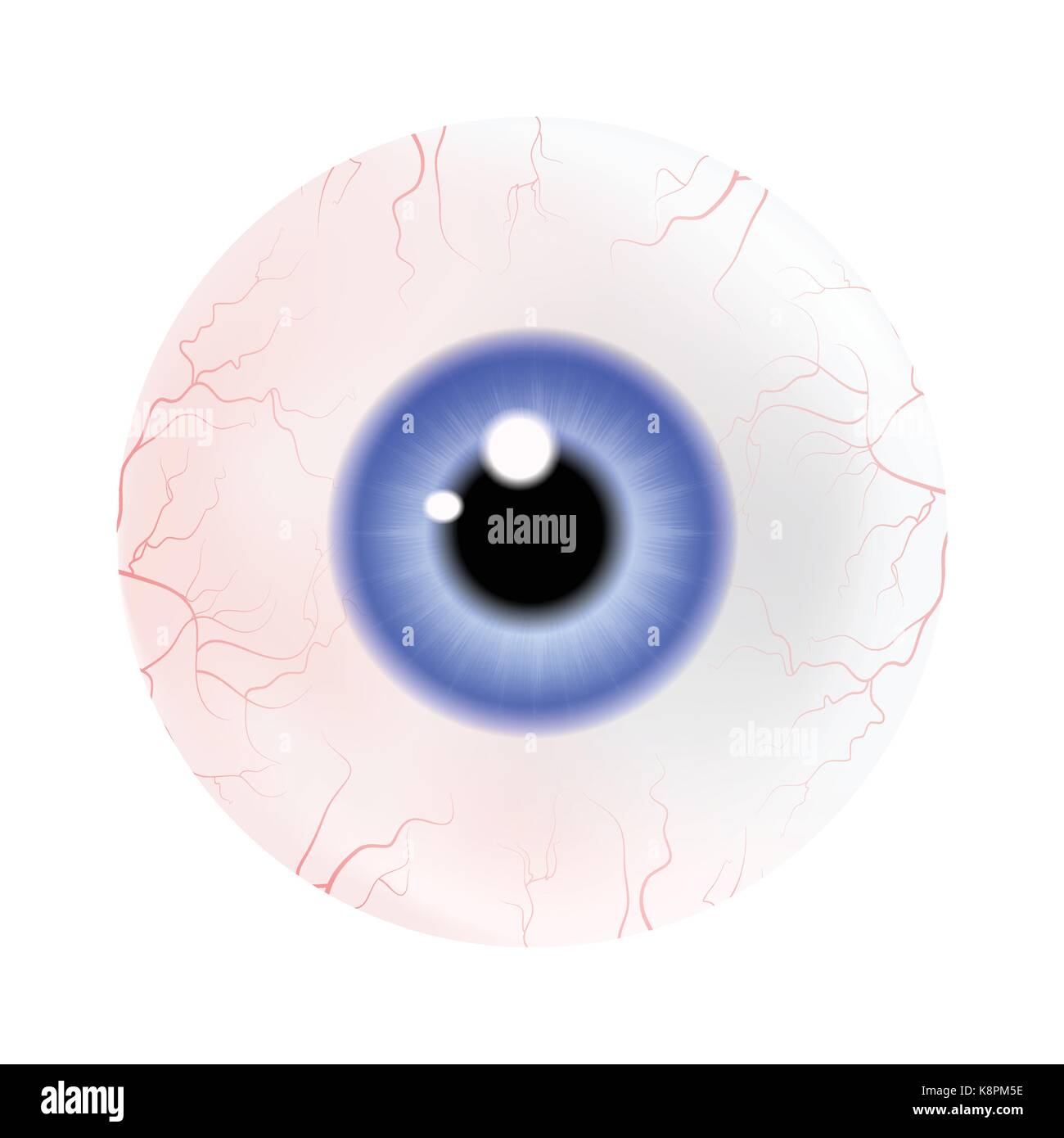 Image of realistic human eye ball with colorful pupil, iris. Vector illustration isolated on white background. Stock Vector