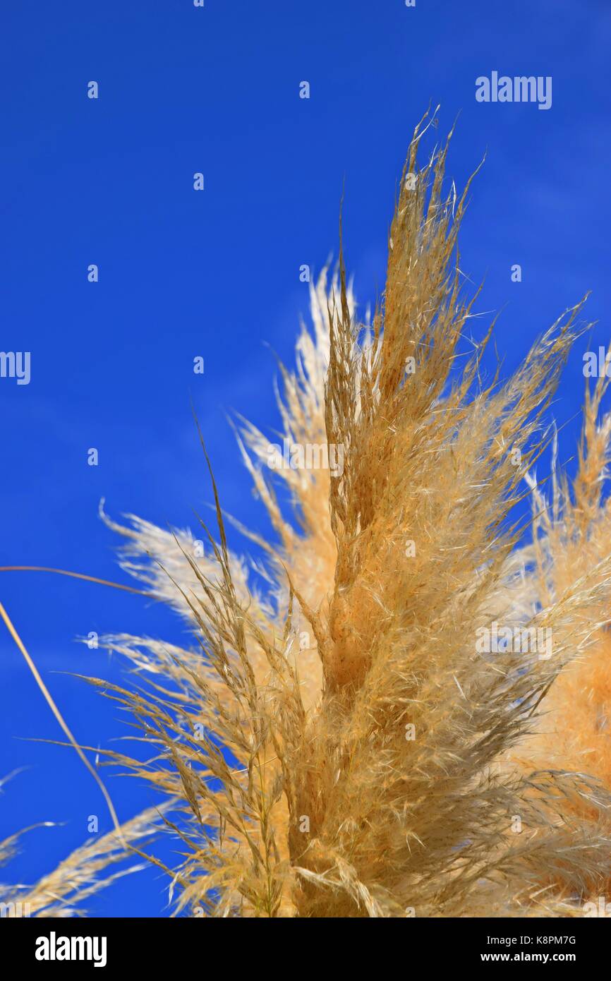 white feathers of a Pampas grass at lake garda in summer, cordaderia selloana and blue sky, silver pampas grass Stock Photo