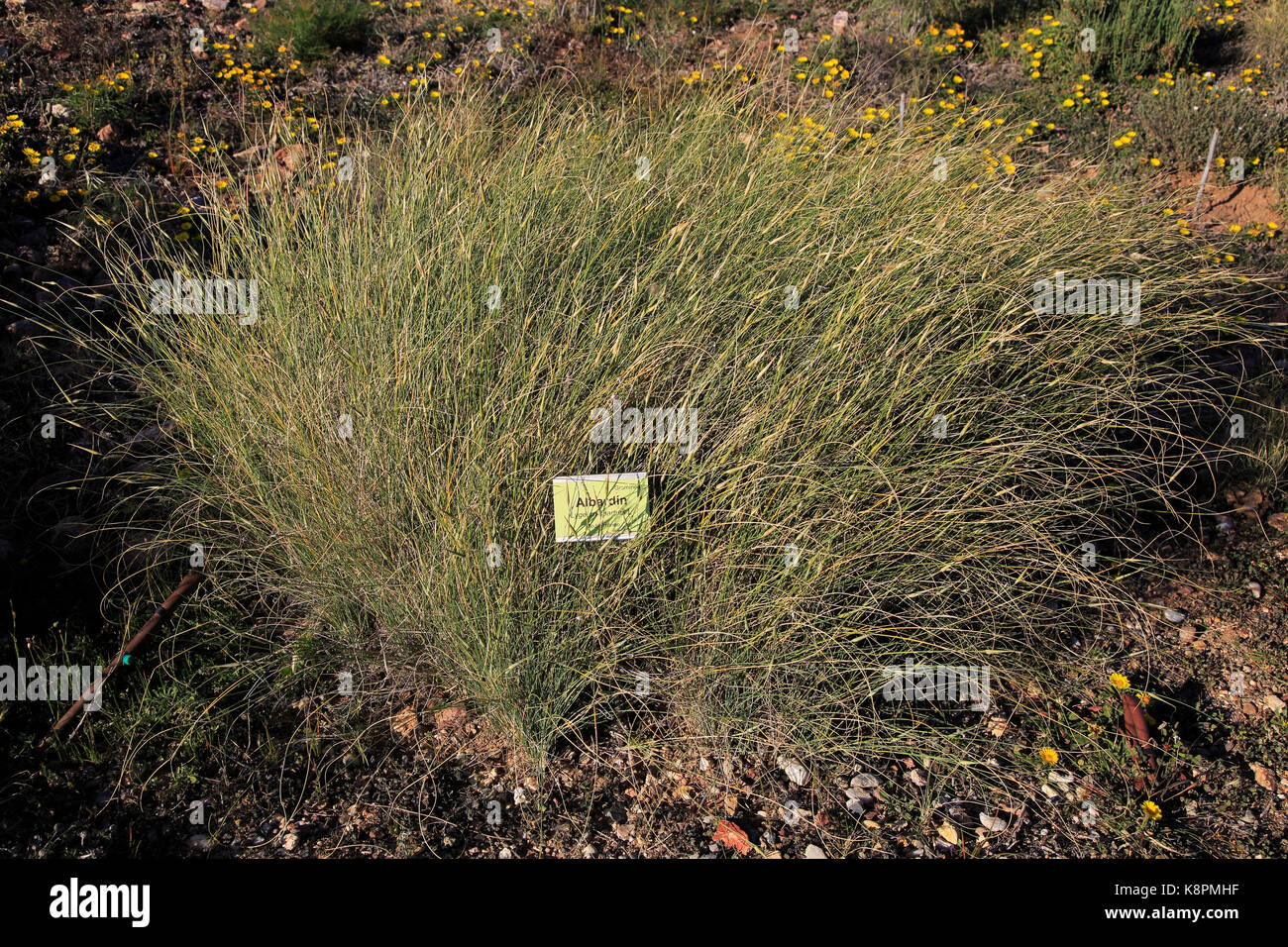 Lygeum spartum plant Cabo de Gata national park, Almeria, Spain Stock Photo
