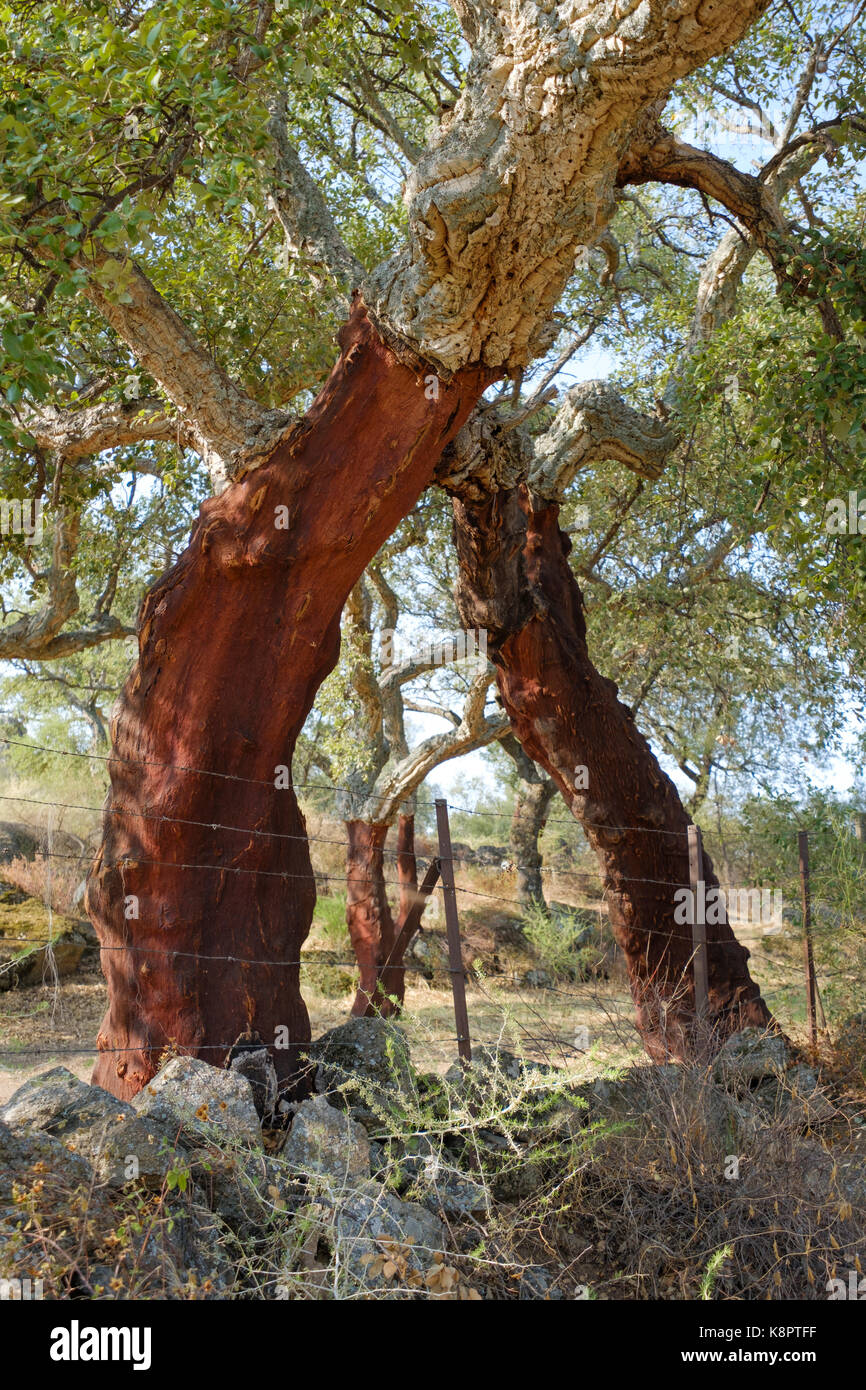 Cork trees extremadura spain hires stock photography and images Alamy
