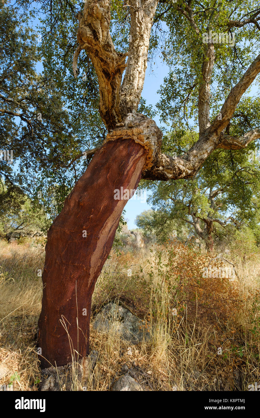 Cork trees extremadura spain hires stock photography and images Alamy
