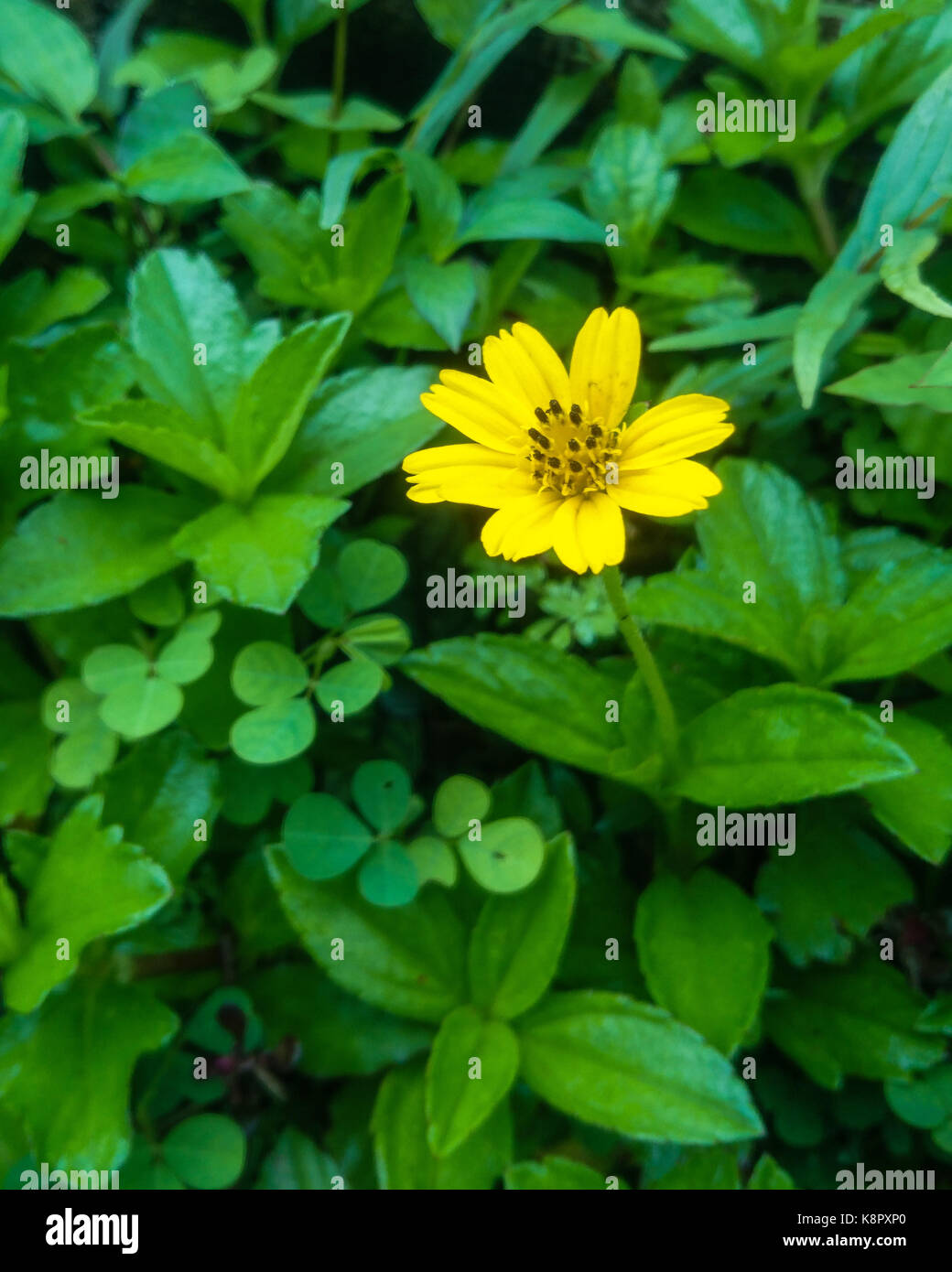 Lonely yellow wildflower, commonly called as goldenstar, or Chrysogonum virginianum Stock Photo