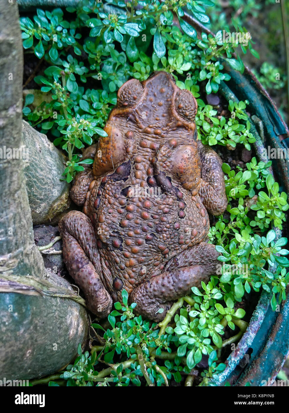 High definition photograph of a dry and bumpy back skin of a cane toad, or Rhinella marina, found in Cebu, Philippines, Southeast Asia Stock Photo