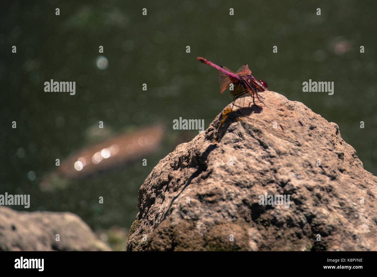 Crimson dragonfly resting on a sunlit rock above a pond with koi fish ...