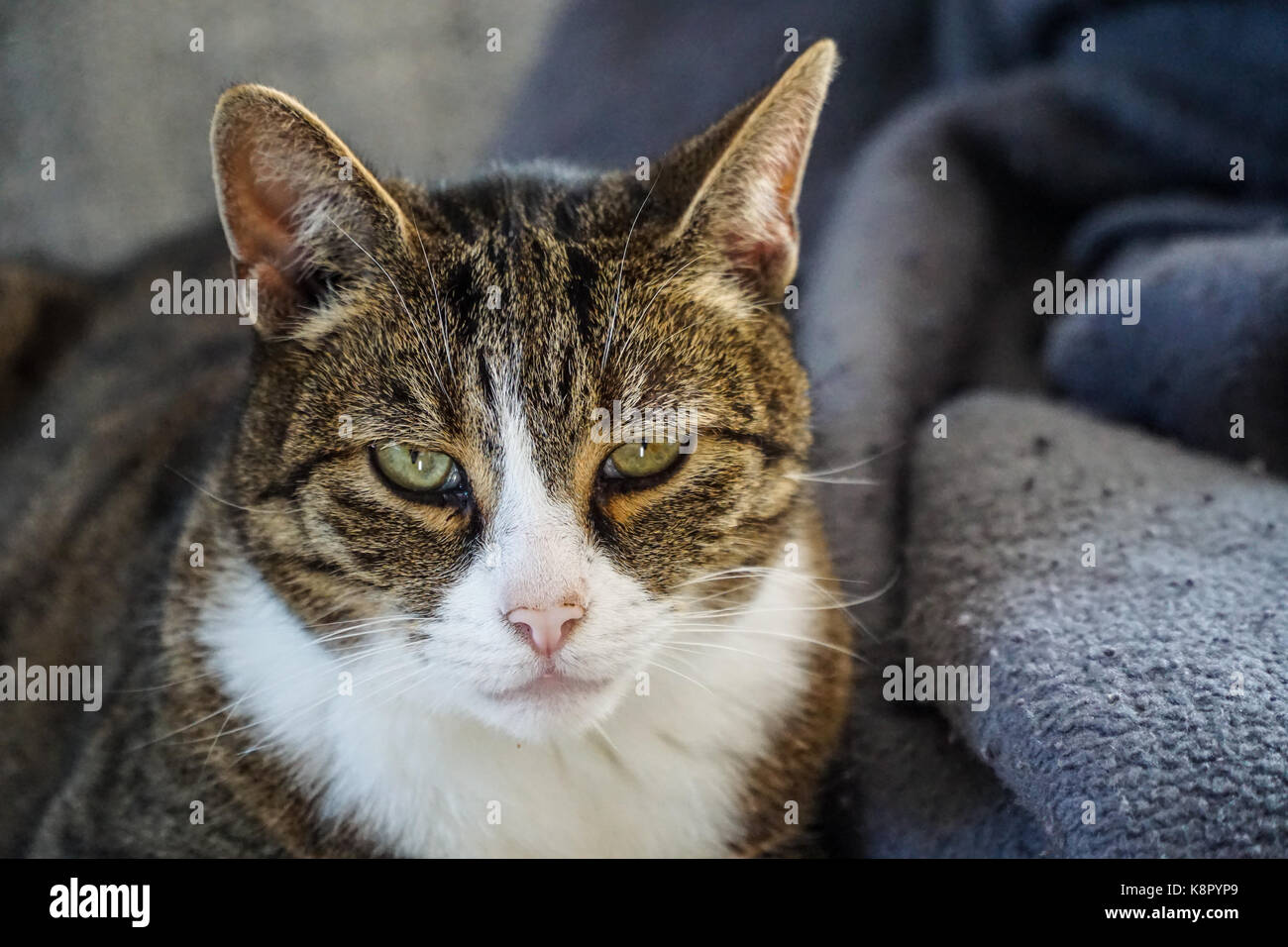 Cat lying on couch and locking direct in the camera Stock Photo - Alamy