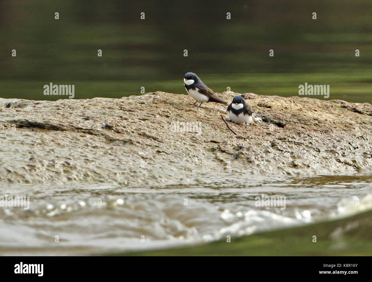 Black-collared Swallow  (Atticora melanoleuca) two adults on mudbank in river  River Guaviare, Inirida, Colombia     November Stock Photo