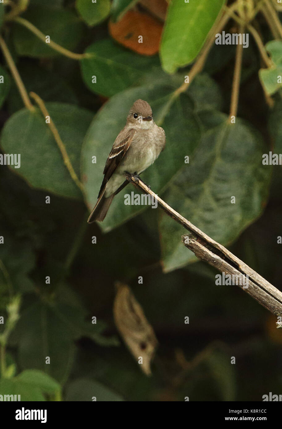 Eastern Wood-pewee (Contopus virens)  adult perched on dead branch  Bogota, Colombia         November Stock Photo