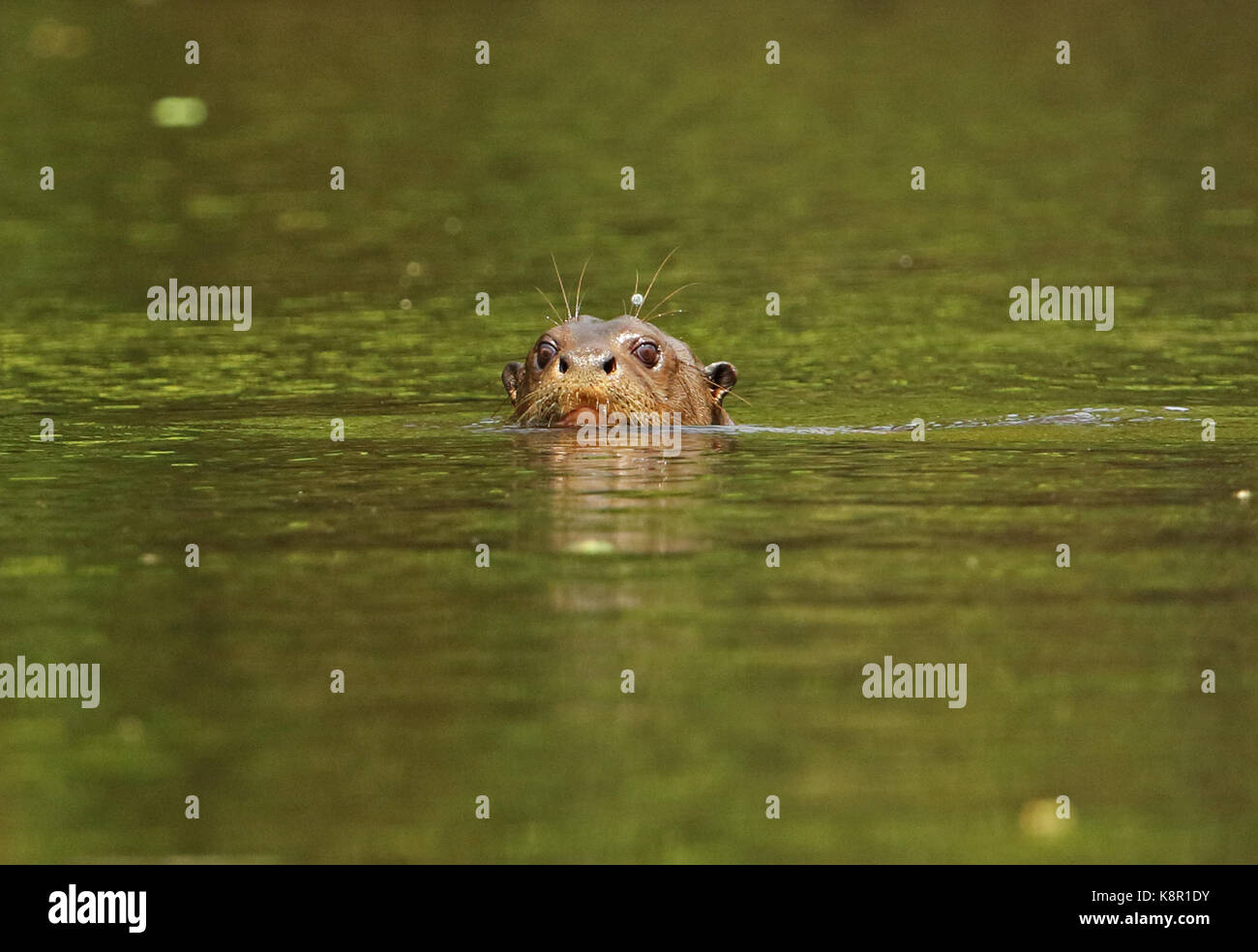 Giant Otter (Pteronura brasiliensis) adult head in river Inirida, Colombia November Stock Photo