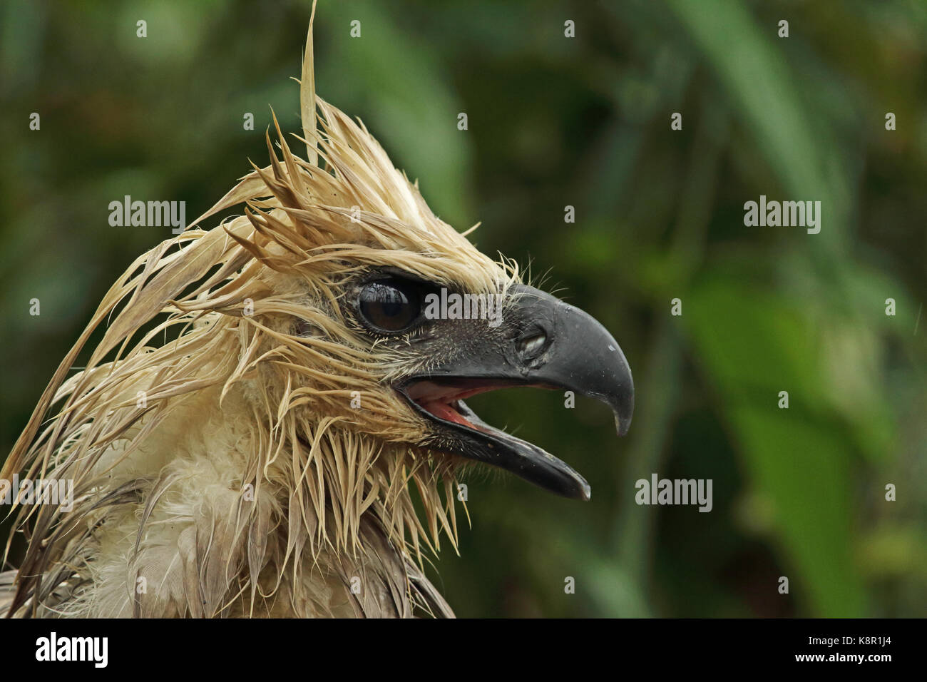 Harpy eagle (Harpia harpyja) juvenile at the nest, stretching wings,  Carajas National Park, as, Brazil Stock Photo - Alamy