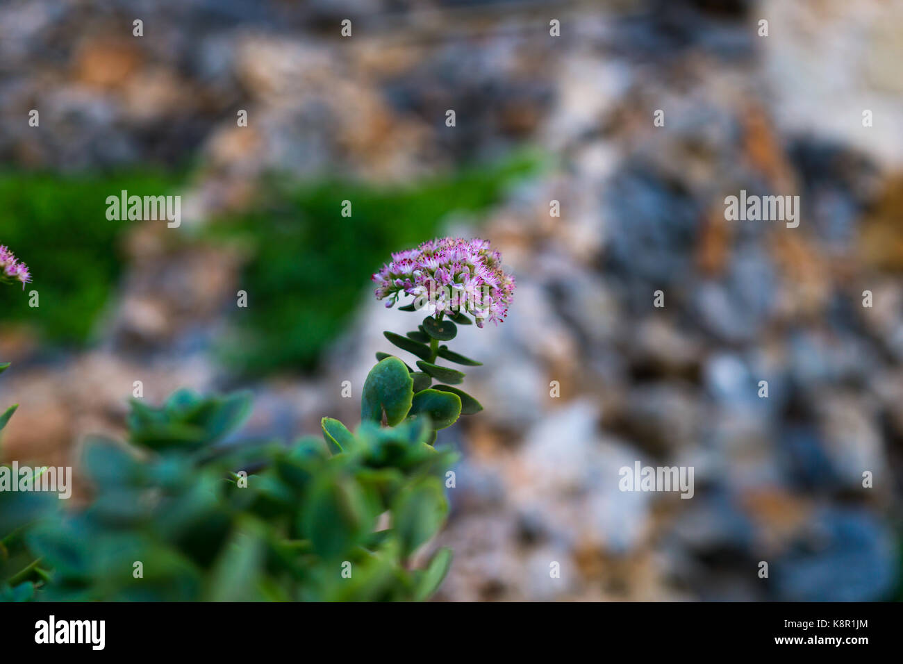 flower in the front of a stonewall Stock Photo - Alamy