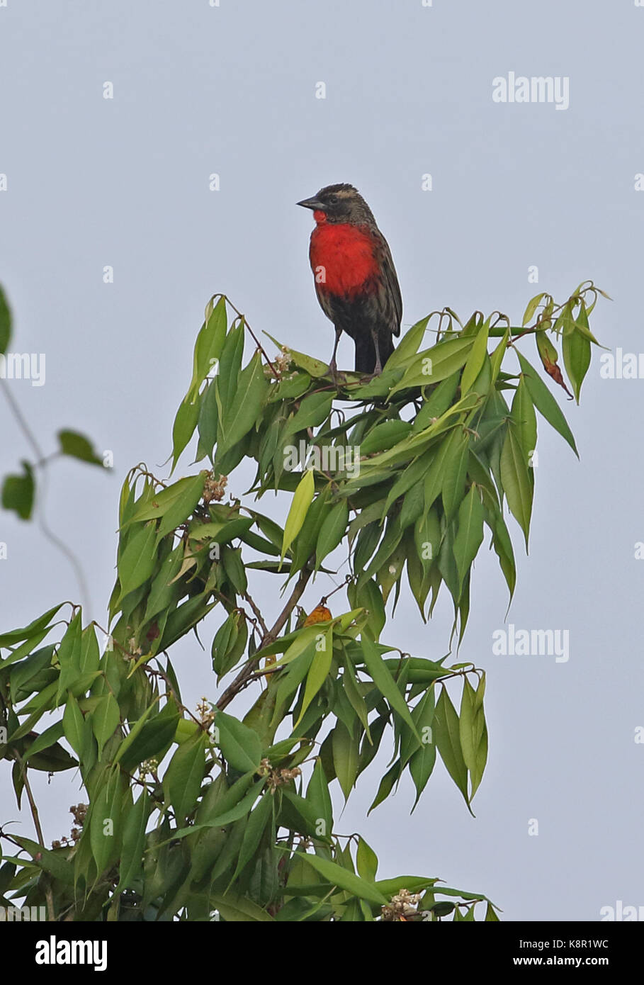 Red-breasted Blackbird (Sturnella militaris) immature male perched on tree top  Nueva Dolima, Colombia              November Stock Photo