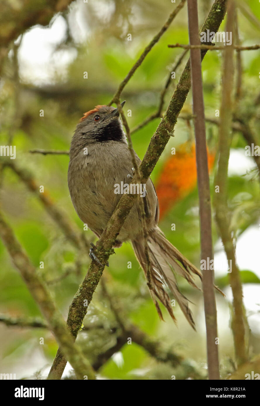 Silvery-throated Spinetail (Synallaxis subpudica) adult perched on branch  near Bogota, Colombia         November Stock Photo