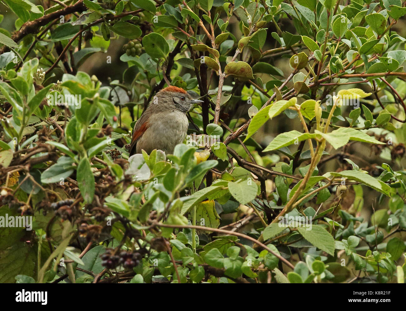 Silvery-throated Spinetail (Synallaxis subpudica) adult perched in bush  near Bogota, Colombia         November Stock Photo