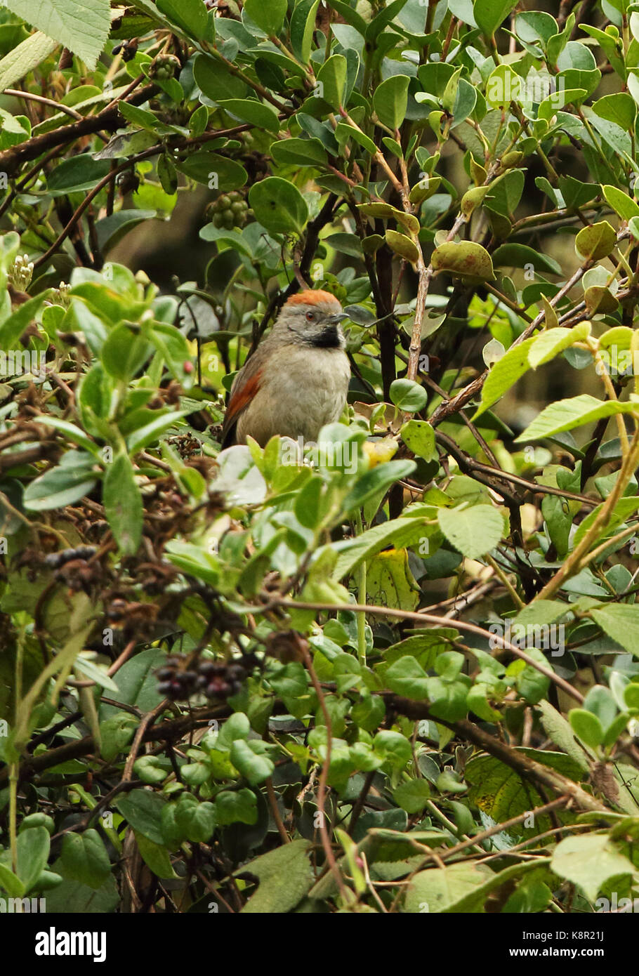 Silvery-throated Spinetail (Synallaxis subpudica) adult perched in bush  near Bogota, Colombia         November Stock Photo