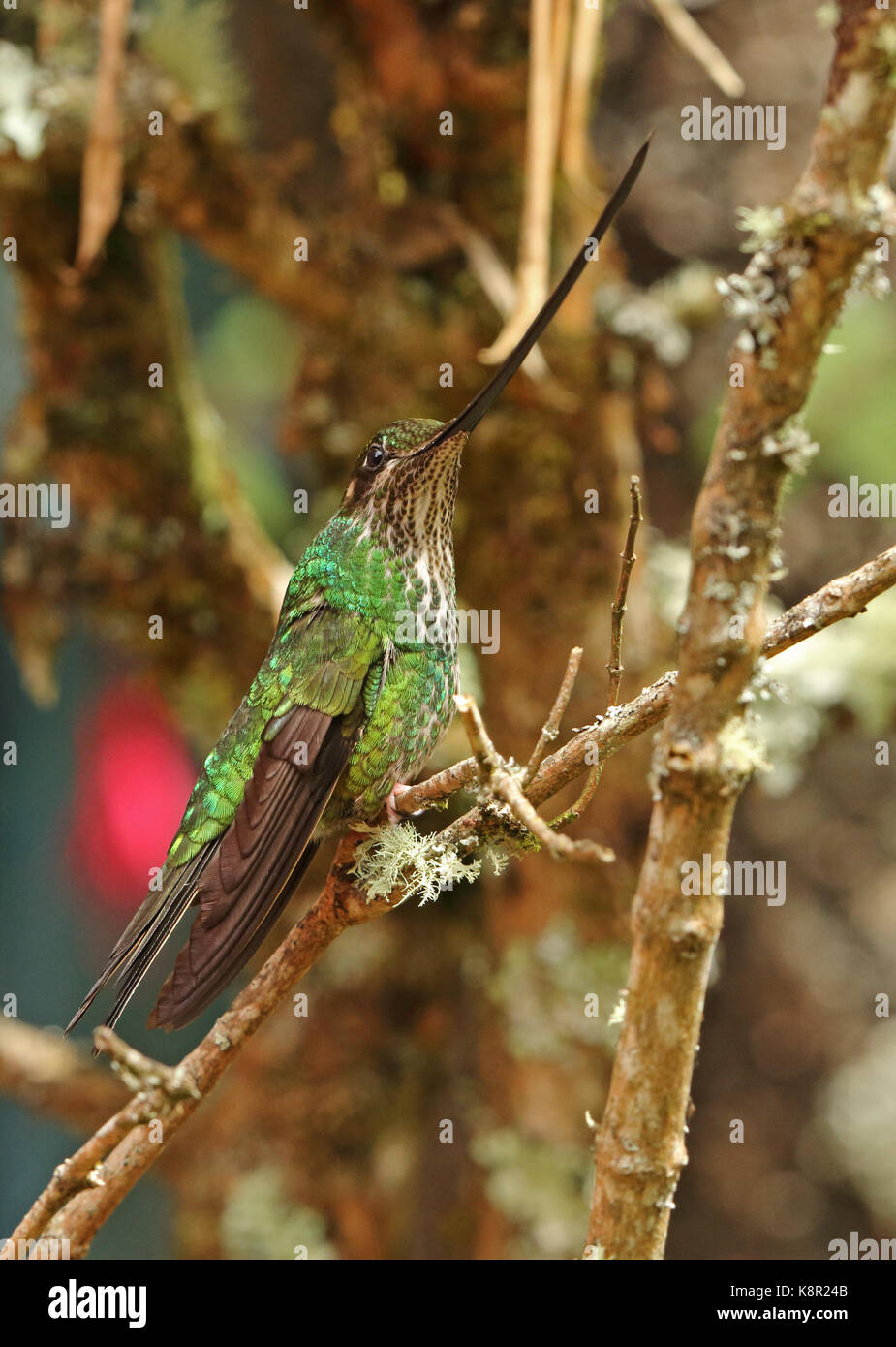 Sword-billed Hummingbird  (Ensifera ensifera) adult female perched on twig  Guasca, near Bogota, Columbia         November Stock Photo